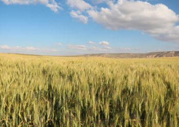Koronavirüs salgınından insanlık ne ders çıkaracak?