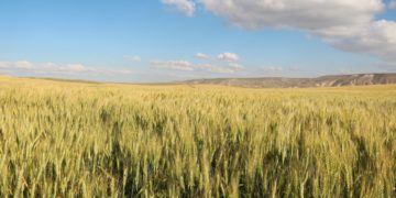 Koronavirüs salgınından insanlık ne ders çıkaracak?