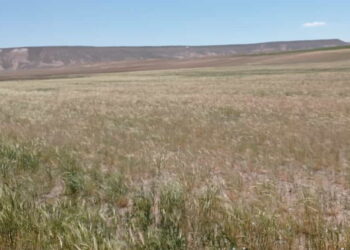 Sivas’ta hasat Ağustos’ta