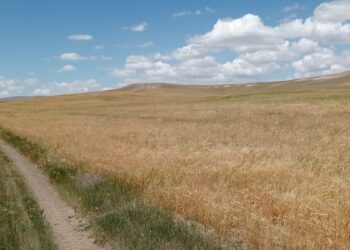 Sivas’ta hasat Ağustos’ta