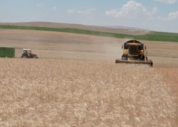 Sivas’ta hasat zamanı