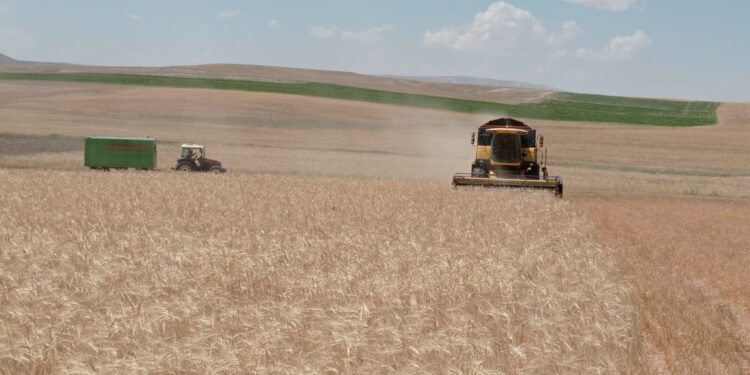 Sivas’ta hasat zamanı