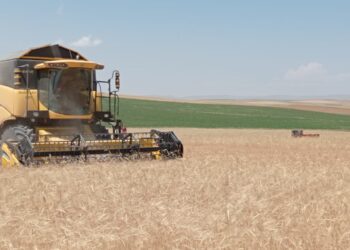 Sivas’ta hasat zamanı