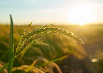 Devlet destekli tarım sigortalarında artış