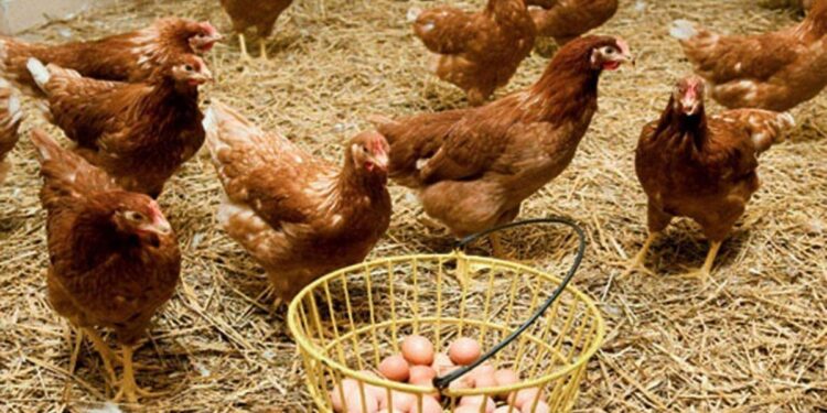 Kümes hayvancılığı üretiminde azalma