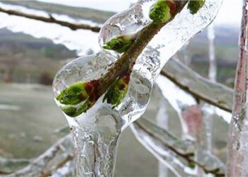 Meteorolojiden 4 il için zirai don uyarısı