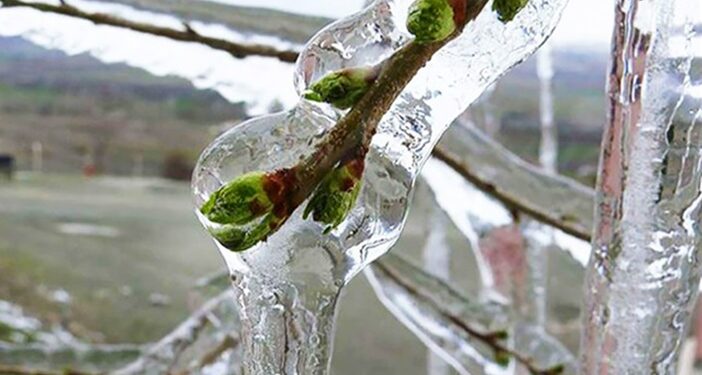 Meteorolojiden 4 il için zirai don uyarısı