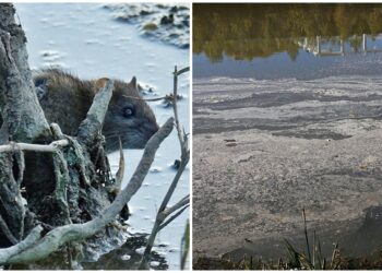 Dicle Nehri’nde canlı yaşamı tehdit altında