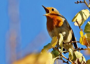 Göçmen Kızılgerdan kuşu Hevsel’de