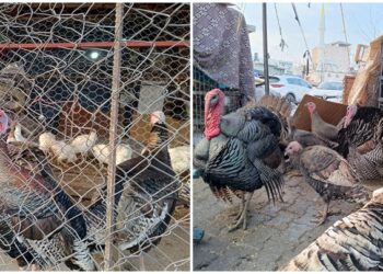 Diyarbakır’da yılbaşı hindileri kaç lira?