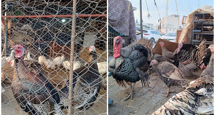 Diyarbakır’da yılbaşı hindileri kaç lira?