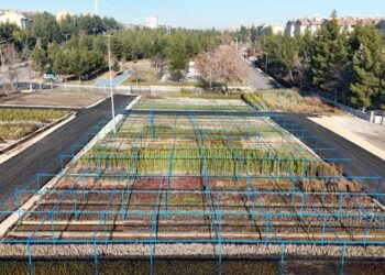 Diyarbakır’da kozalaklardan fidan üretimi