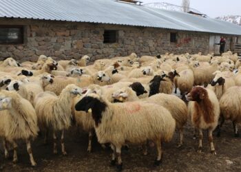 “Yem fiyatları artarken, peynir fiyatları da artmalı”