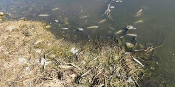 Dicle Nehri’nde toplu balık ölümleri